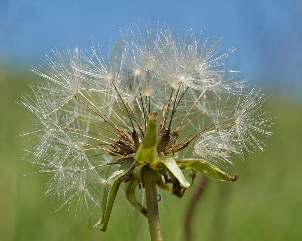 Image of Taraxacum stenocephalum specimen.