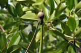 genus Rhizophora. Проросший плод. Вьетнам, пров. Кханьхоа, г. Нячанг, о. Хон Миеу (Hon Mieu), территория океанариума Чи Нгуен (Trí Nguyên). 08.08.2024.
