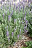 Lavandula dentata. Цветущее растение. Израиль, г. Кармиэль, городской парк. 13.02.2011.