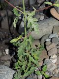 Verbena officinalis