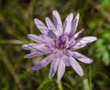 Scorzonera purpurea