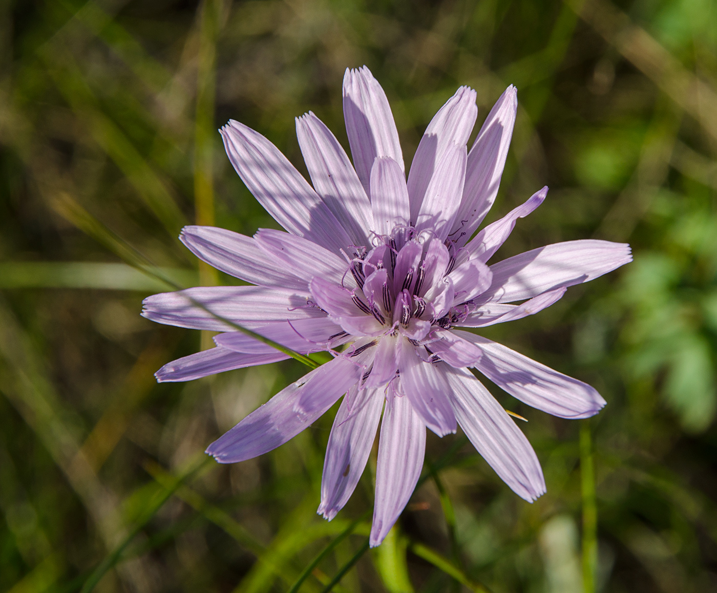 Изображение особи Scorzonera purpurea.