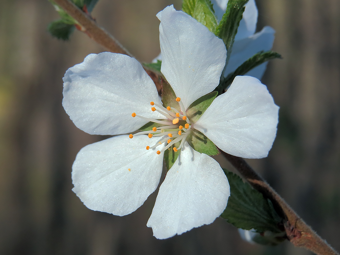Изображение особи Cerasus tomentosa.