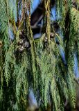 Cupressus cashmeriana