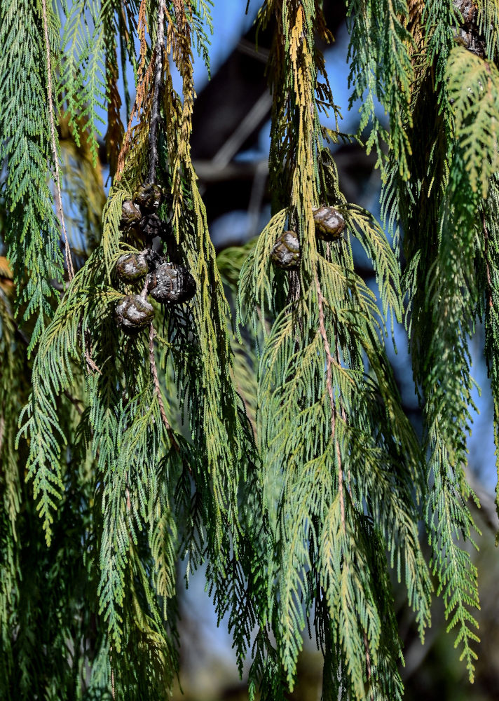 Image of Cupressus cashmeriana specimen.