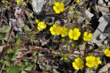 Potentilla fragarioides. Побеги с цветками. Приморский край, Шкотовский р-н, окр. пос. Подъяпольск, вершина приморской сопки, широколиственный лес. 03.05.2025.