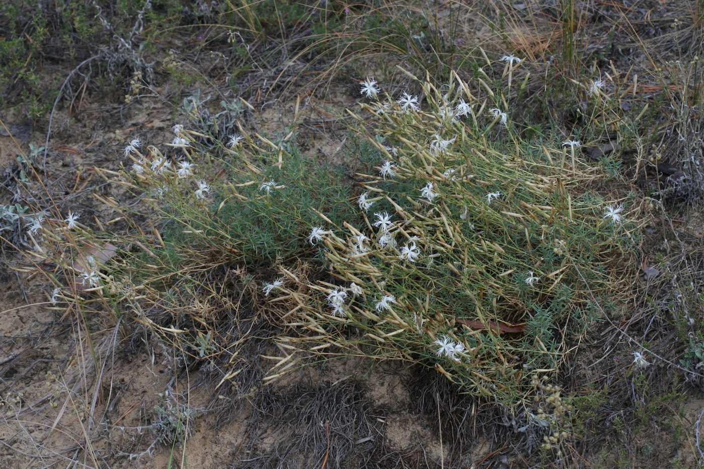 Image of Dianthus volgicus specimen.