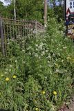 Anthriscus sylvestris