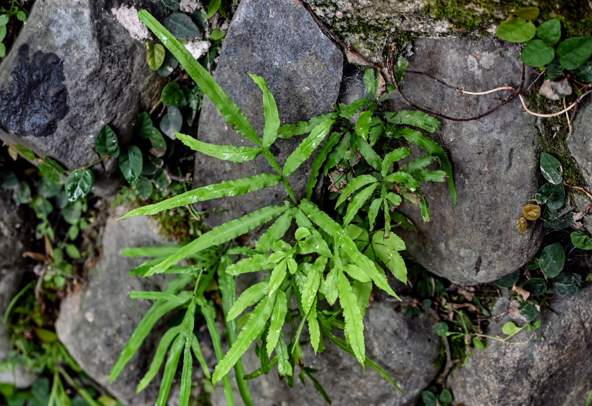 Изображение особи Pteris multifida.