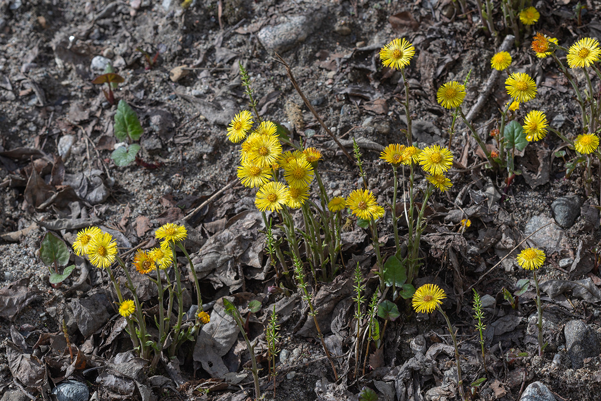 Image of Tussilago farfara specimen.