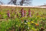 Corydalis solida