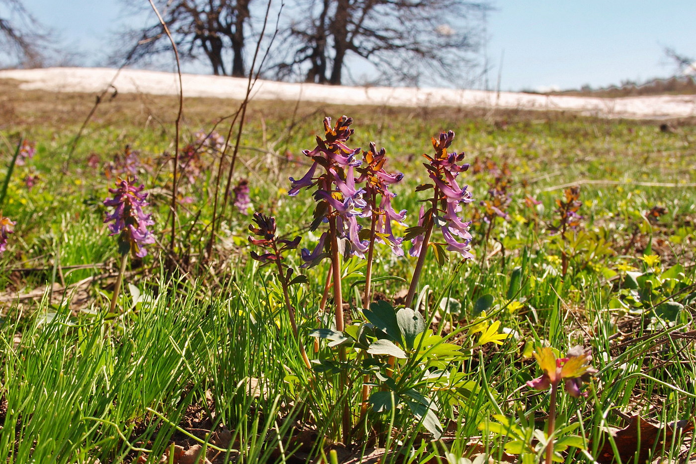 Изображение особи Corydalis solida.