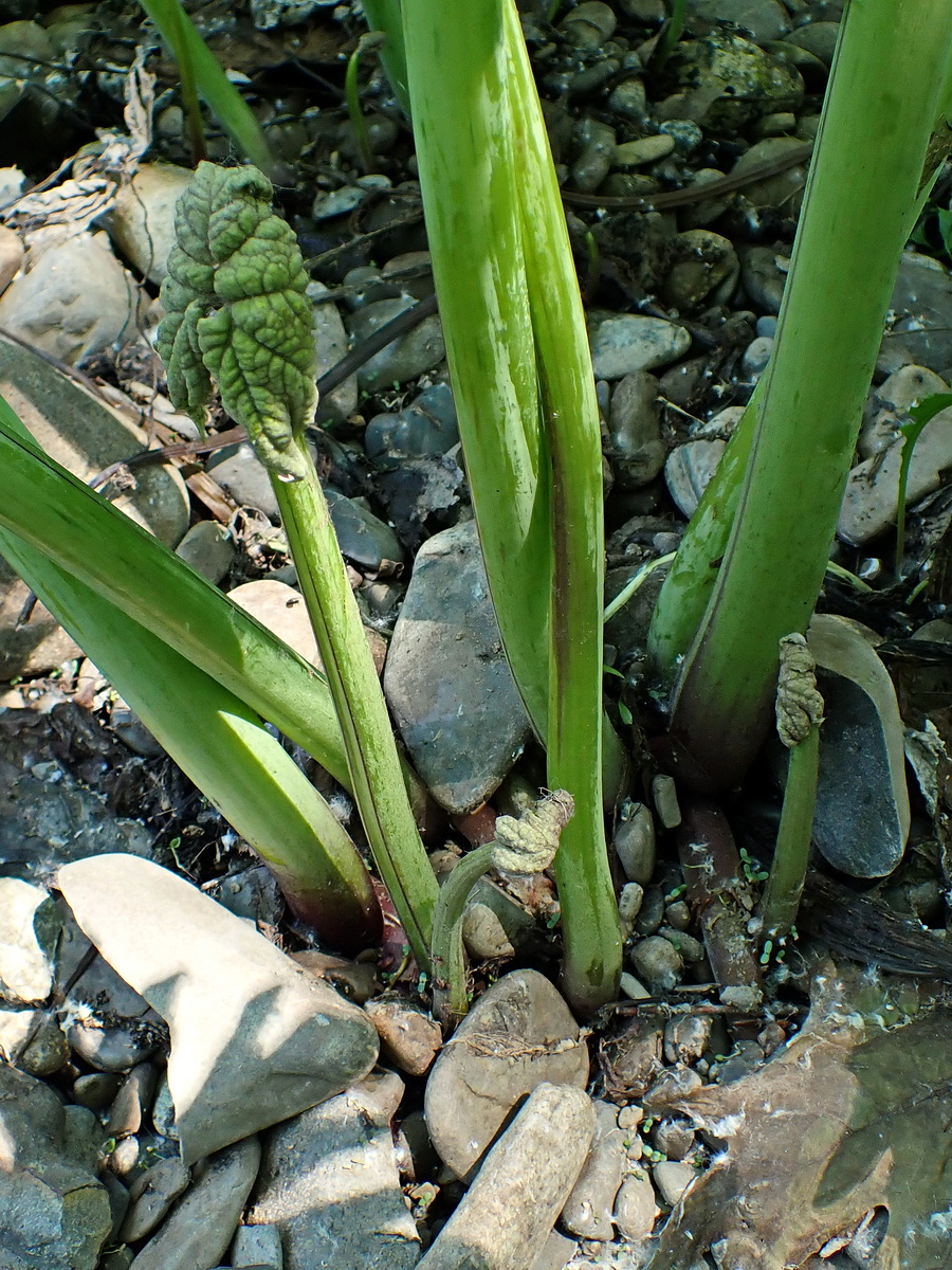 Image of Petasites tatewakianus specimen.