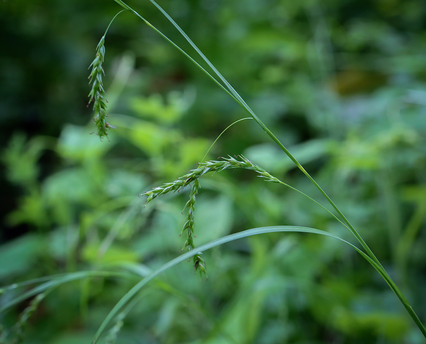 Image of Carex sylvatica specimen.