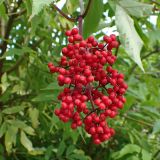 Sambucus sibirica. Соплодие. Хабаровский край, окр. г. Комсомольск-на-Амуре, просека ЛЭП. 19.07.2025.