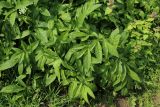 Chaerophyllum aromaticum