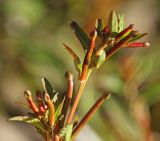 Ludwigia epilobioides. Верхушка побега с созревающими плодами. Приморский край, Октябрьский р-н, окр. с. Чернятино, дол. р. Раздольная на левом берегу, пойма, на илистой отмели. 08.09.2025.