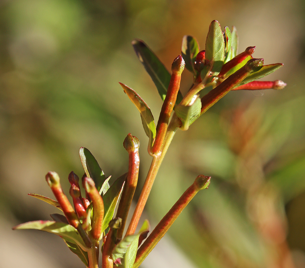 Image of Ludwigia epilobioides specimen.