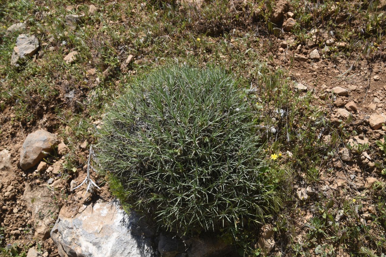 Image of genus Acantholimon specimen.