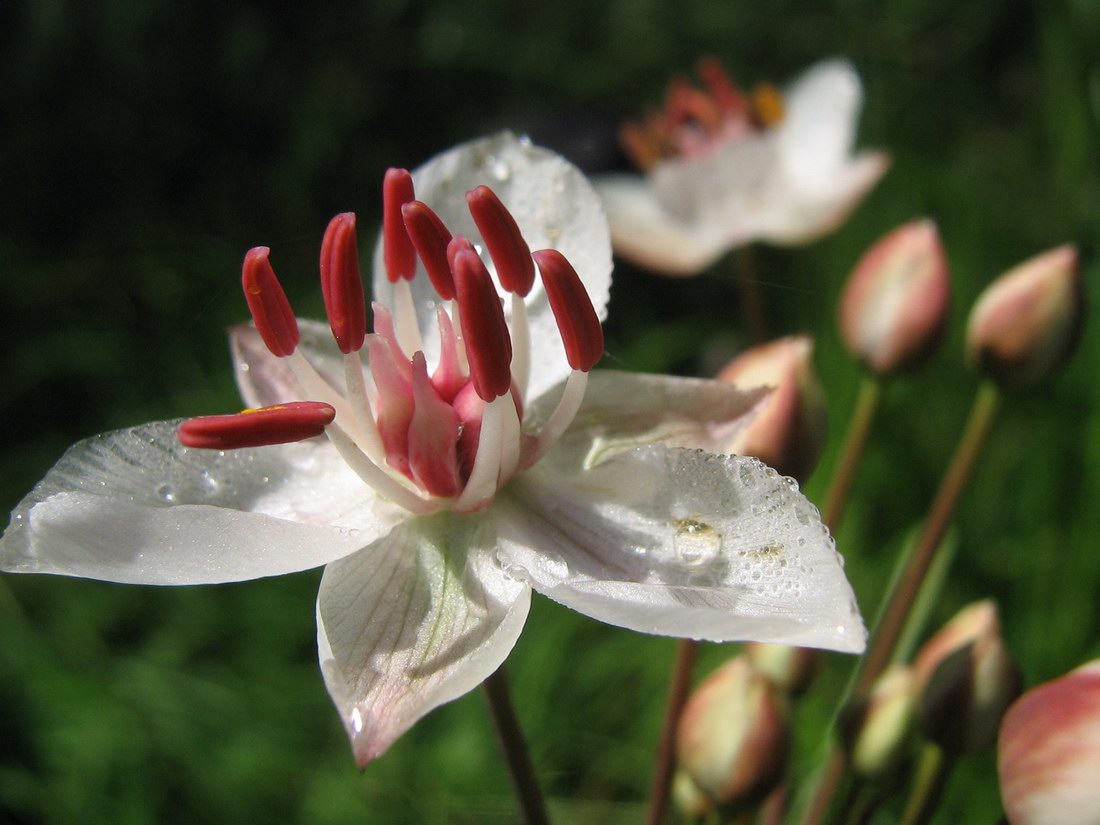 Изображение особи Butomus umbellatus.