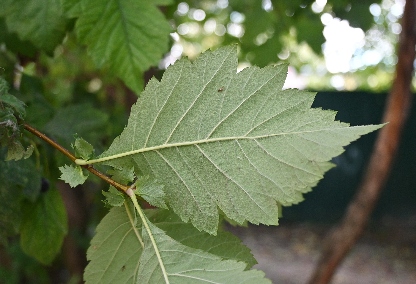 Изображение особи род Crataegus.