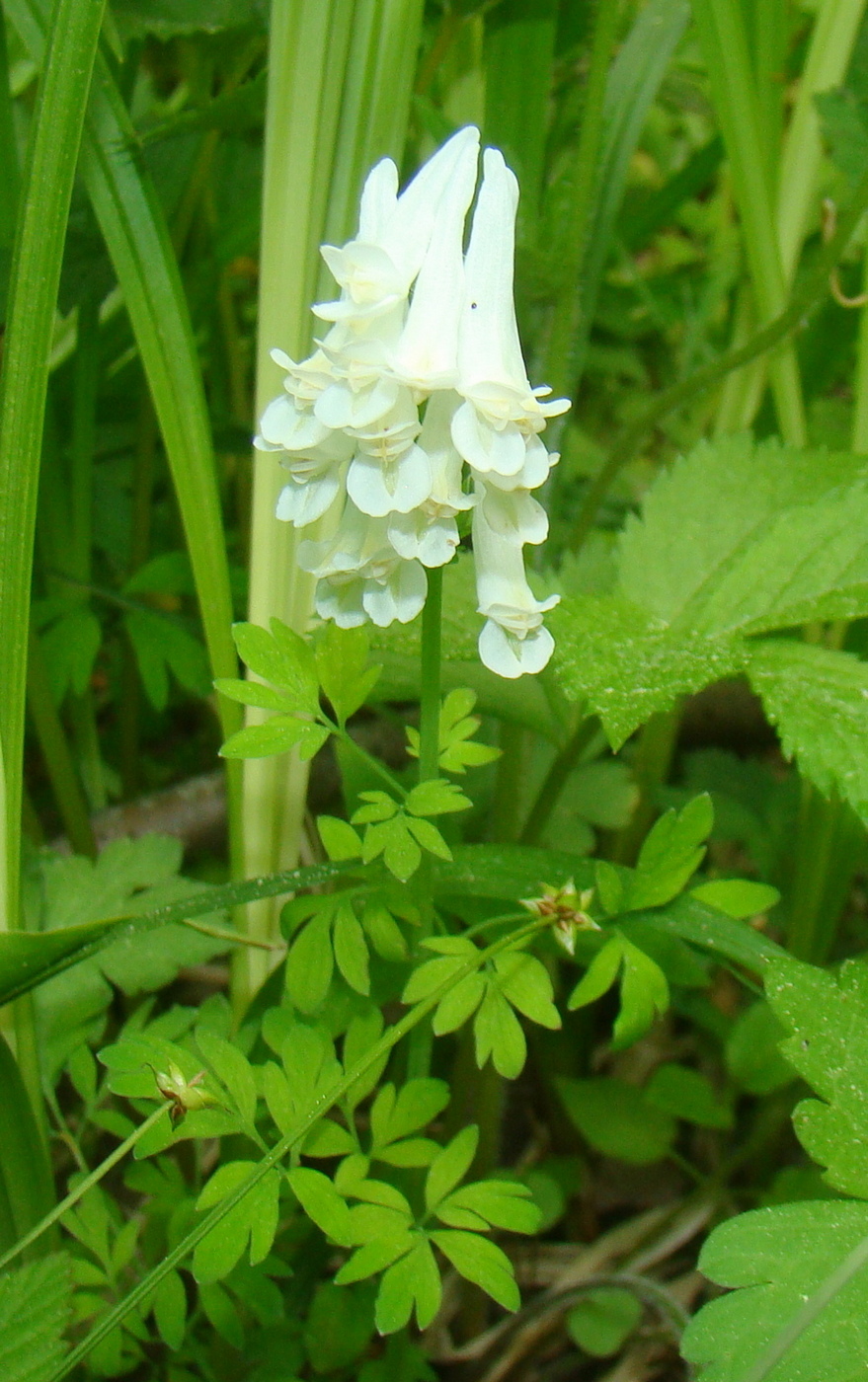 Изображение особи Corydalis buschii.
