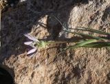 genus Tragopogon. Верхушка сорванного цветущего растения. Турция, ил Ван, крепость Чавуштепе. 23 мая 2025 г.