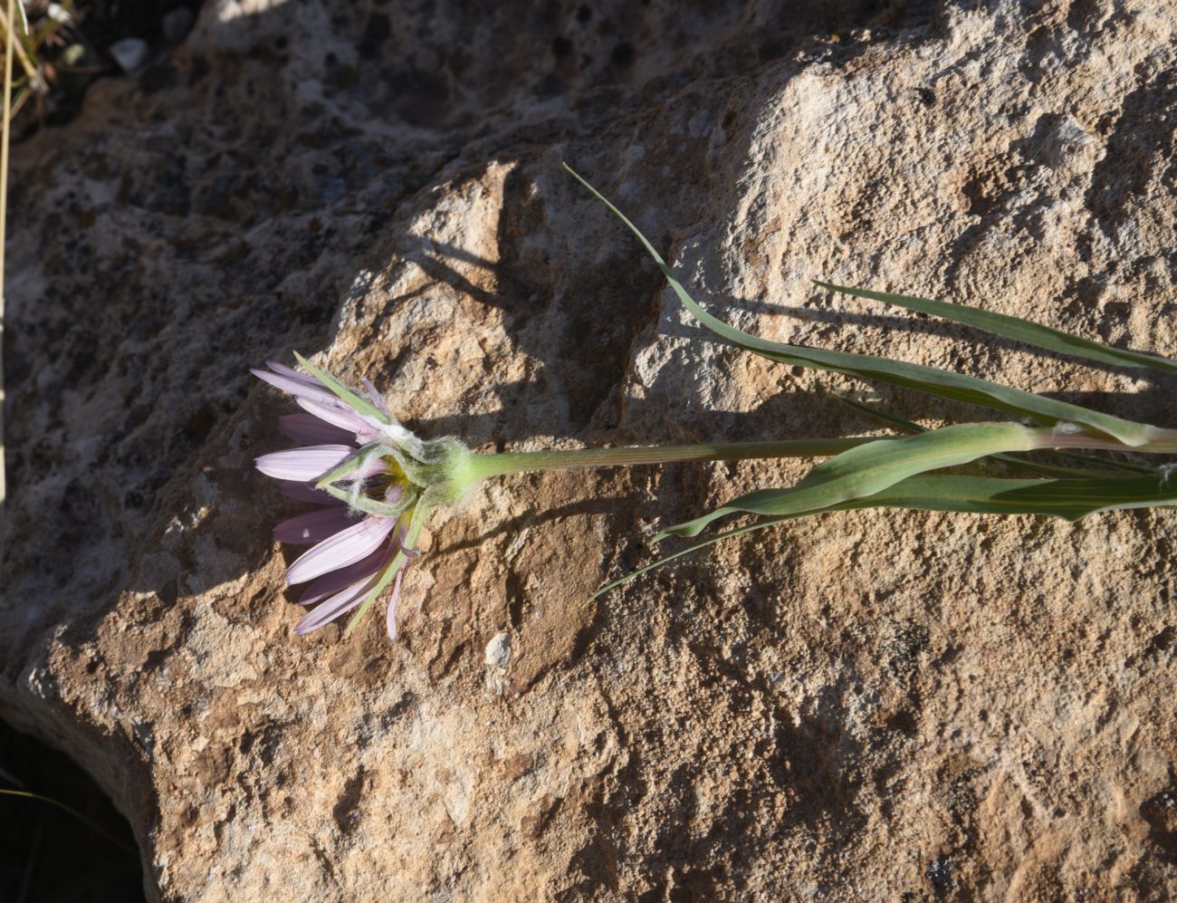 Image of genus Tragopogon specimen.