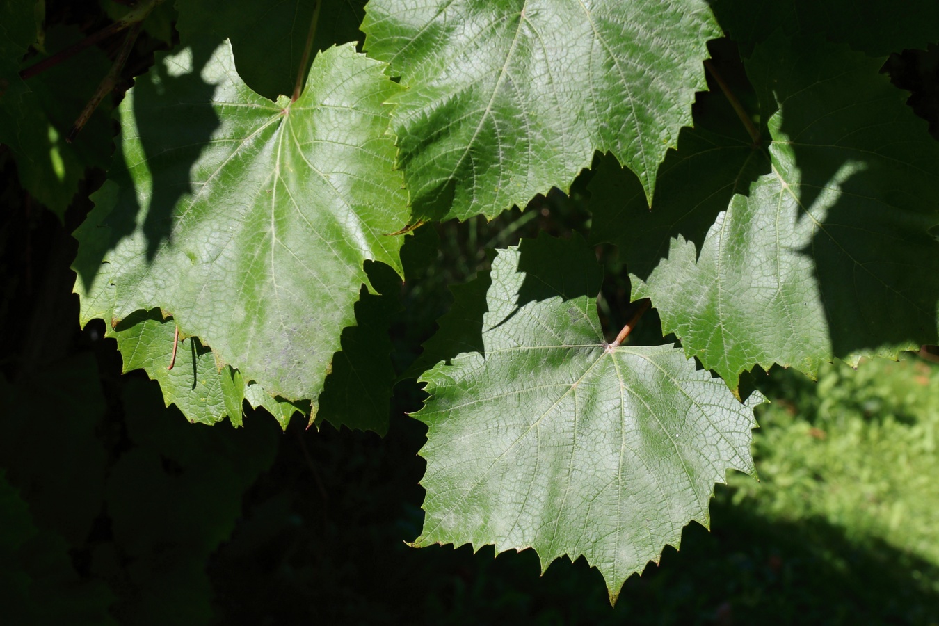 Изображение особи Vitis &times; novae-angliae.