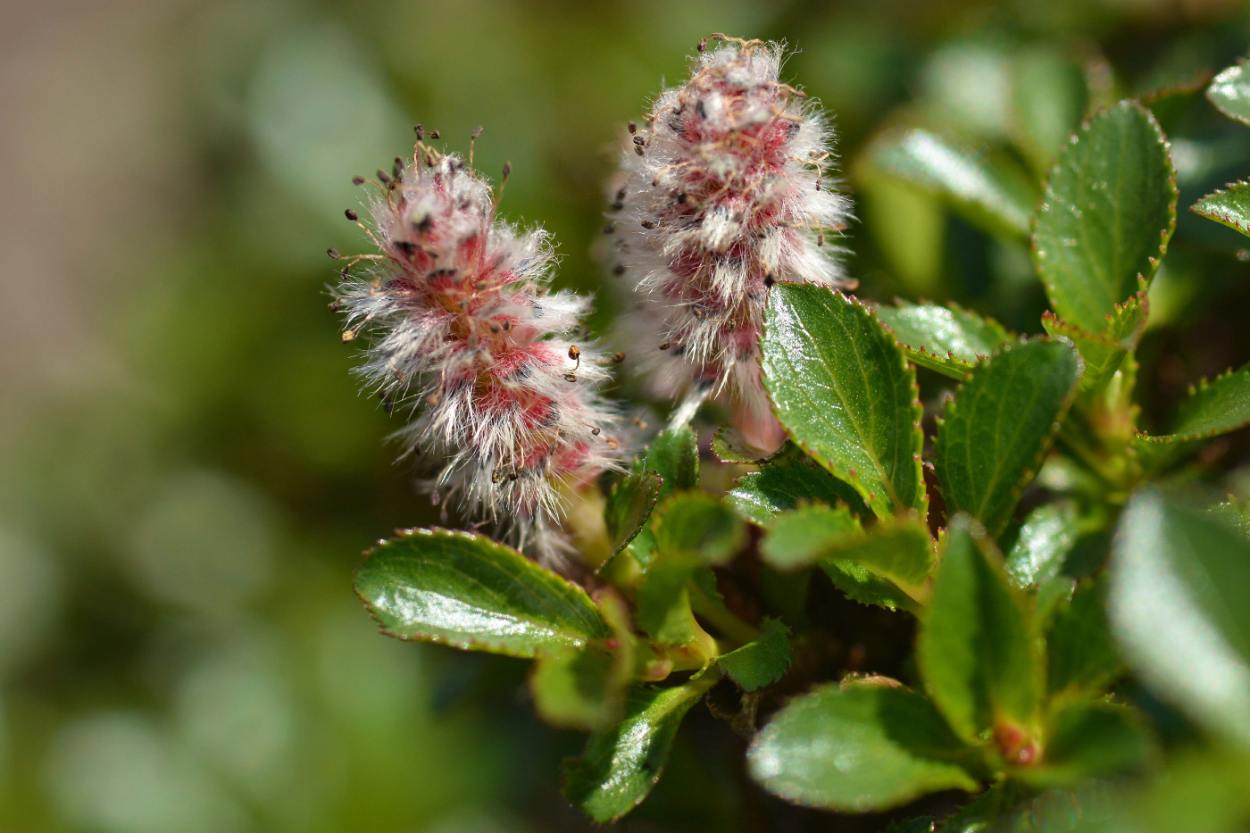 Изображение особи Salix tschuktschorum.