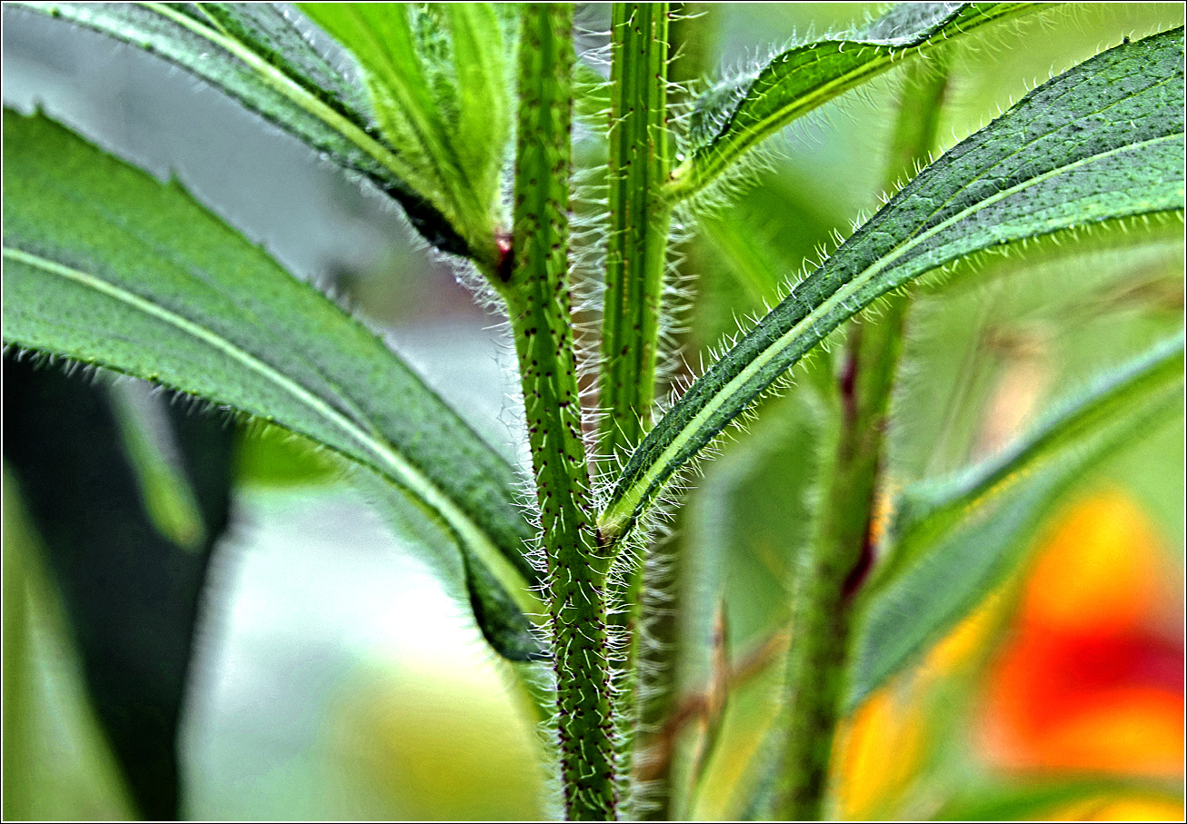 Изображение особи Rudbeckia hirta.