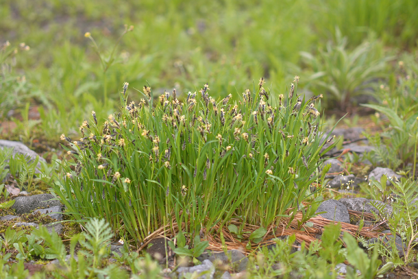 Image of Carex krascheninnikowii specimen.