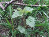 Urtica dioica