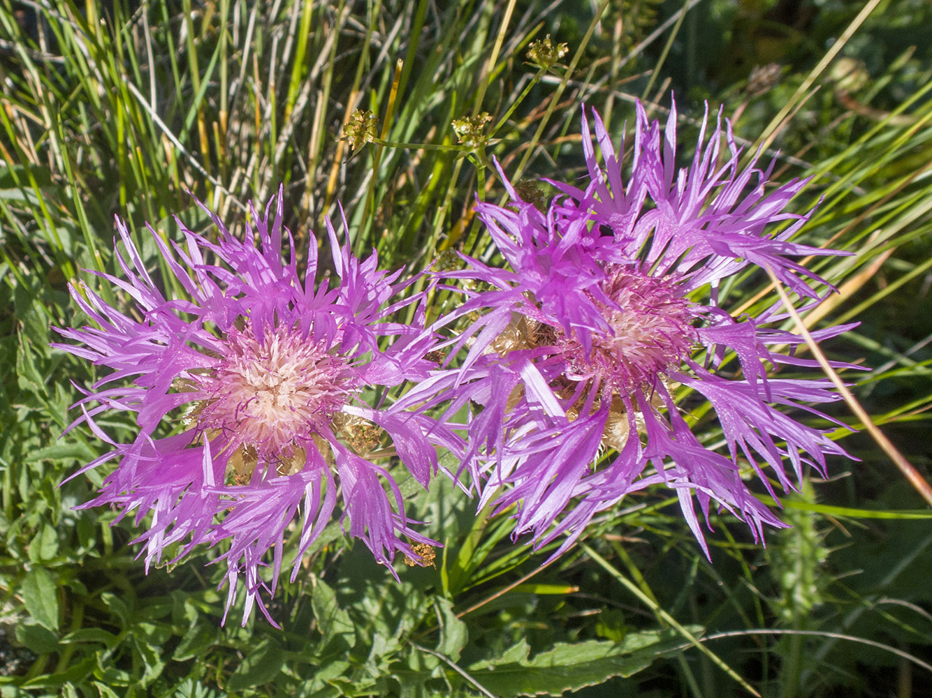 Image of Psephellus caucasicus specimen.