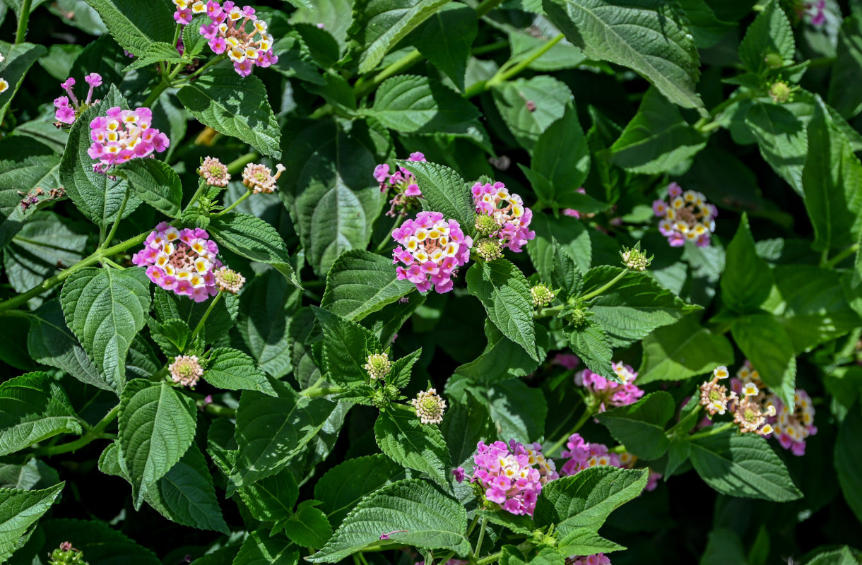 Image of Lantana &times; strigocamara specimen.