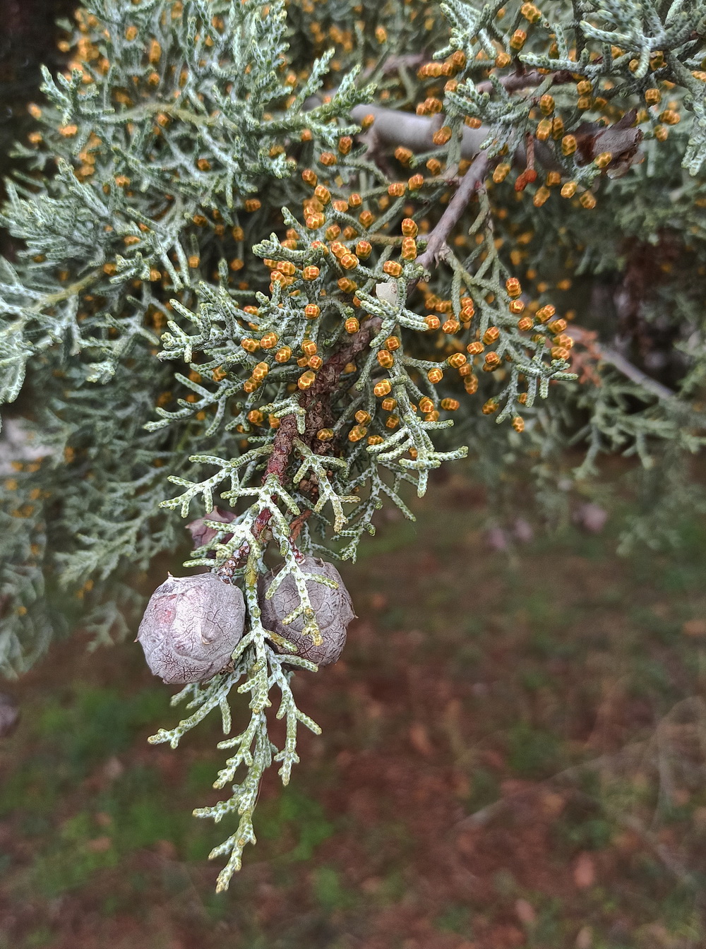 Изображение особи род Cupressus.