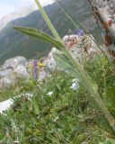 Tephroseris caucasigena