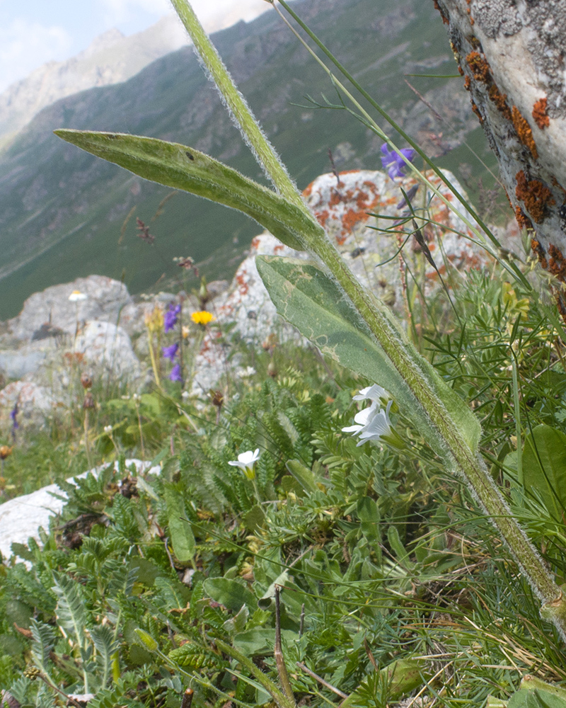 Image of Tephroseris caucasigena specimen.