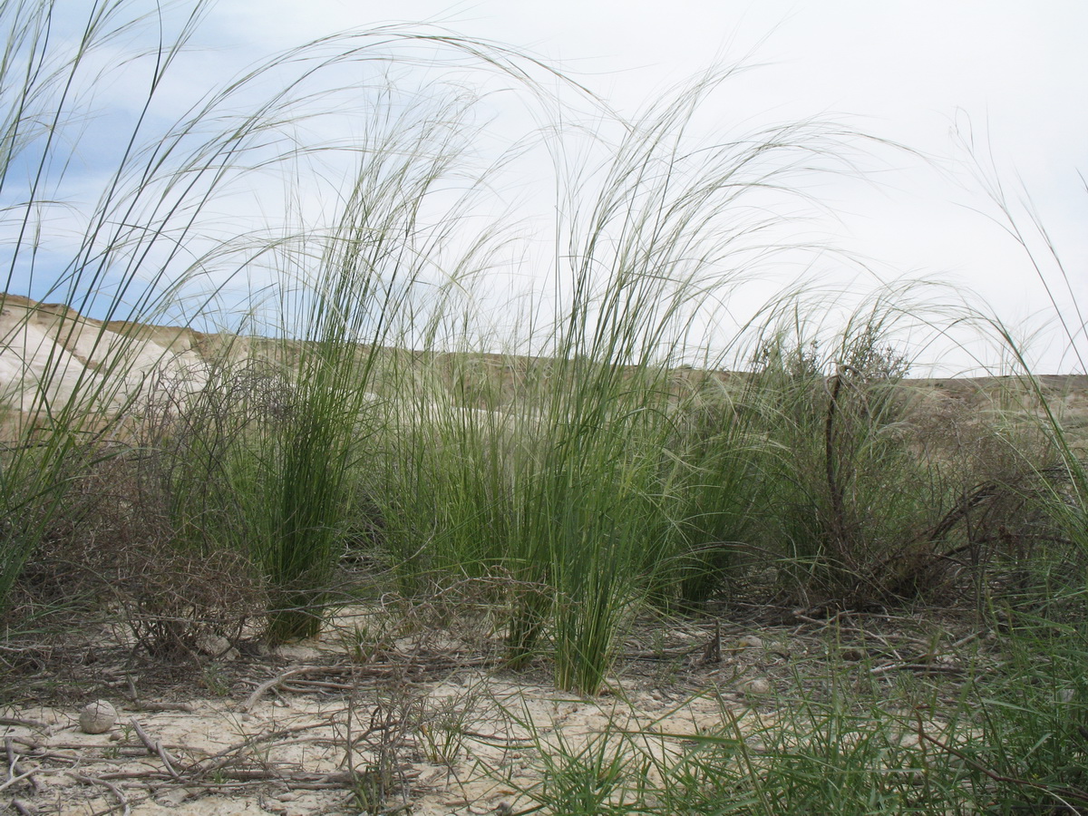 Изображение особи род Stipa.