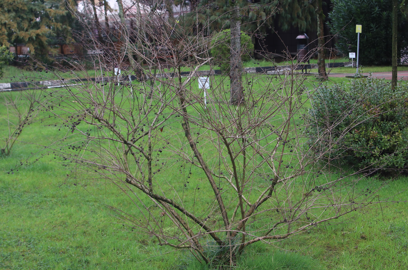 Изображение особи Callicarpa bodinieri.