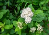 Spiraea betulifolia. Соцветие. Приморский край, Партизанский р-н, гора Фалаза (Литовка), хвойно-лиственный лес. 28.06.2025.