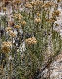 Helichrysum italicum