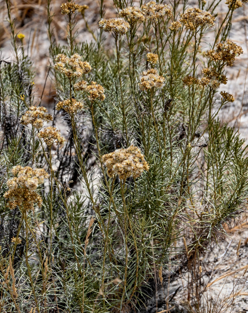 Image of Helichrysum italicum specimen.