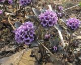 Physochlaina physaloides