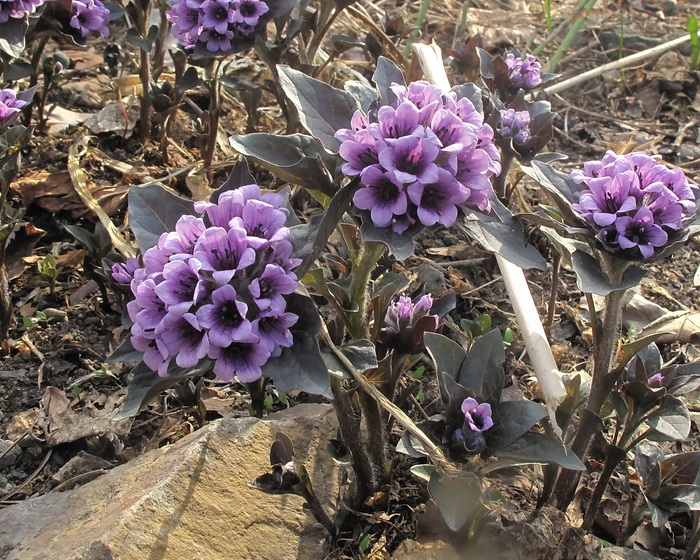 Изображение особи Physochlaina physaloides.