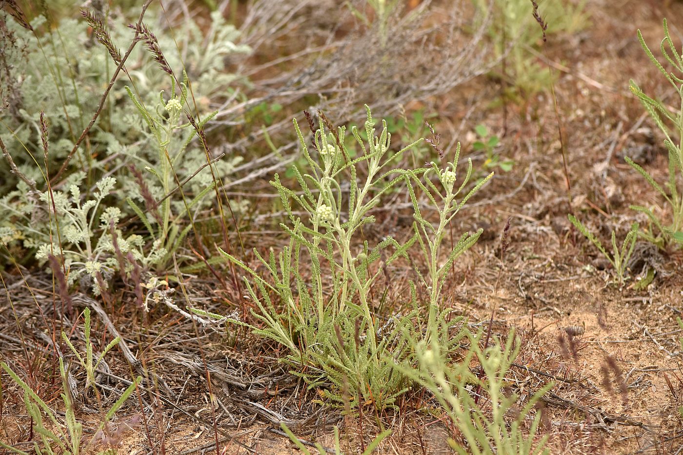 Image of Achillea micrantha specimen.