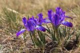 Iris ivanovae. Цветущее растение. Забайкальский край, Ононский р-н, сев. берег оз. Зун-Торей, подножие г. Куку-Хадан, степь. 09.05.2026.