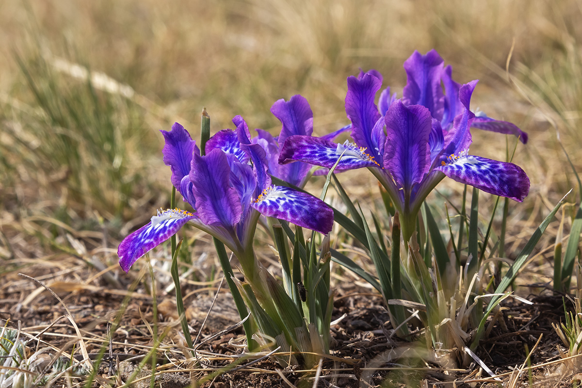 Изображение особи Iris ivanovae.