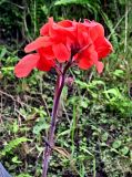 Canna indica. Соцветие. Португалия, Азорские о-ва, о-в Сан-Мигел, окр. пос. Нордешти, в культуре. 12.08.2025.