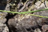 Dactylis glomerata. Часть побега. Грузия, край Самцхе-Джавахети, окраина с. Тмогви, окр. южного берега оз. Цунда, горная степь. 8 июня 2026 г.